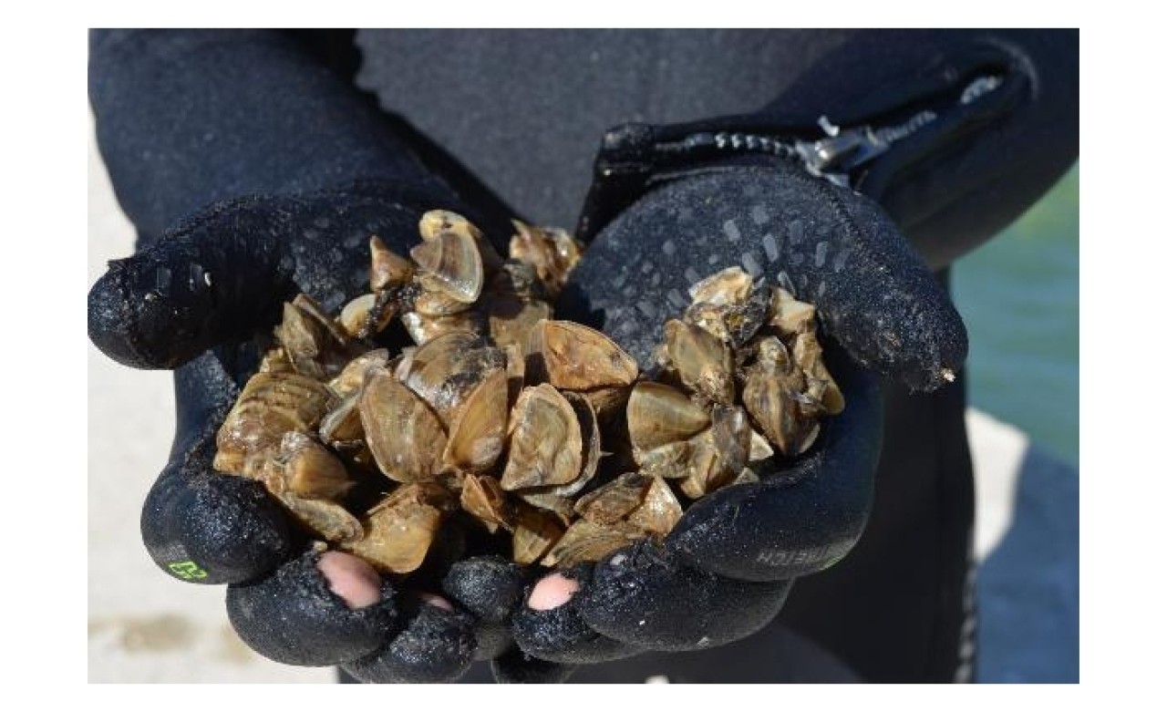 İçme suyunda,  zebra midye tehdidi