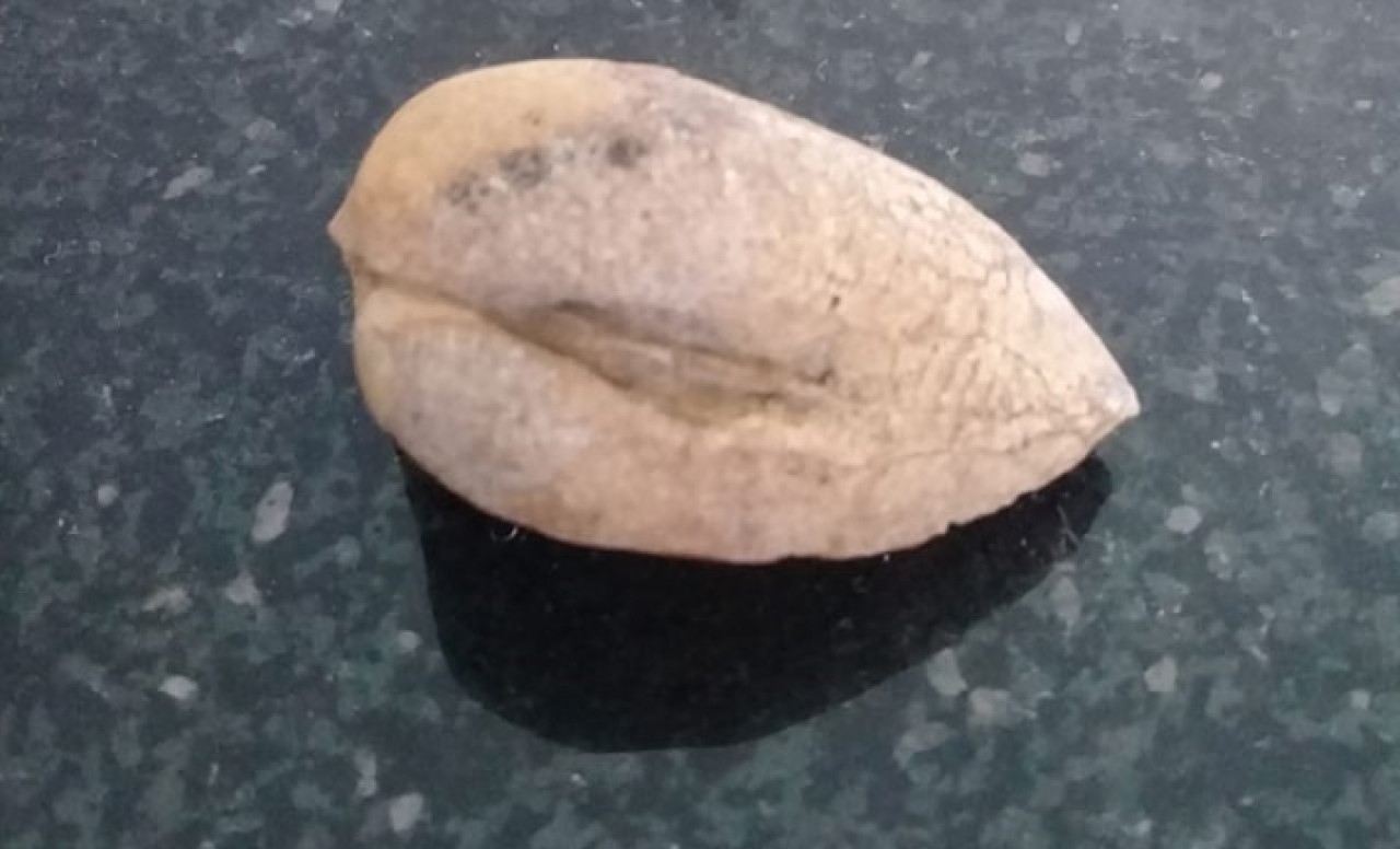 Iğdır'da bulundu! Gören şaşkına döndü