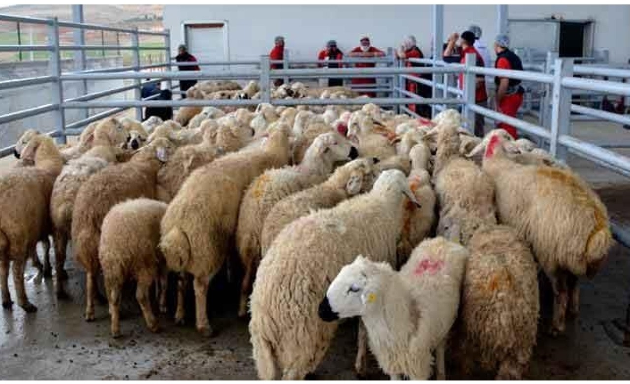 İstanbul'da kurban satışları başladı