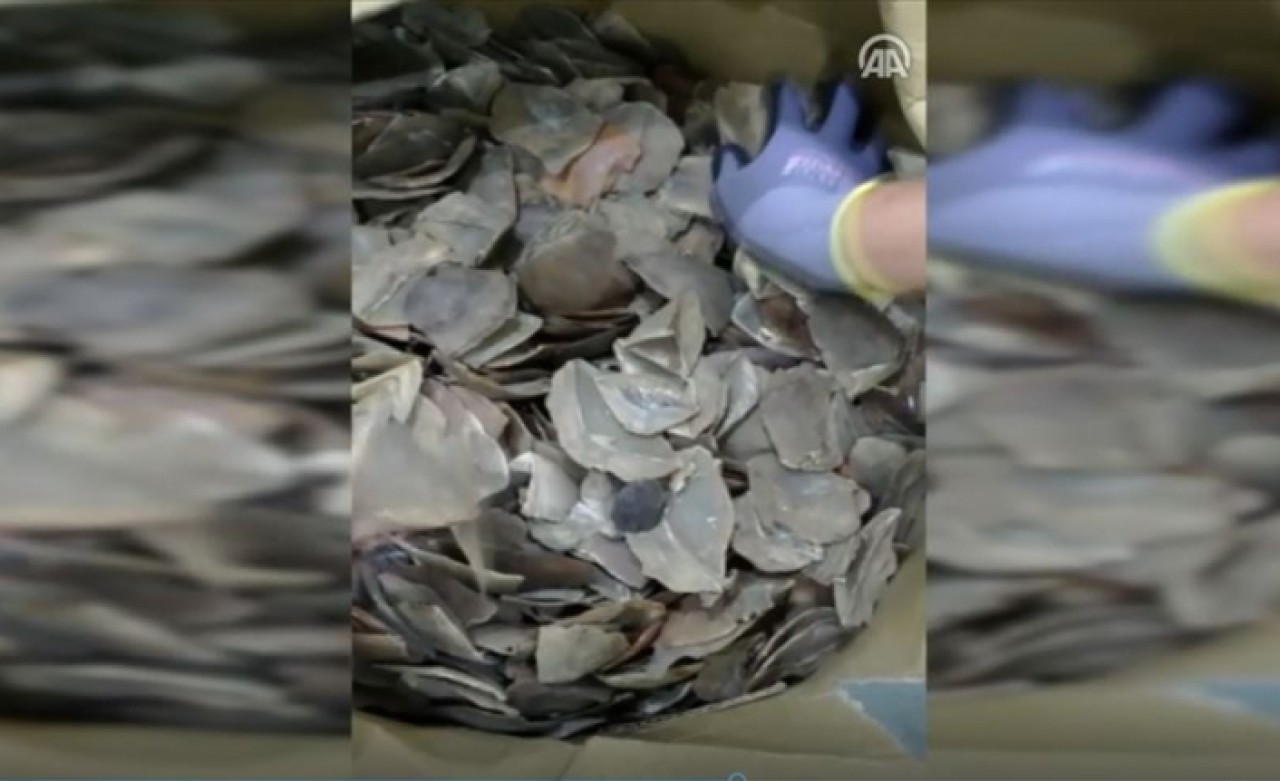 İstanbul Havalimanı'nda 1.2 ton pangolin pulu ele geçirildi