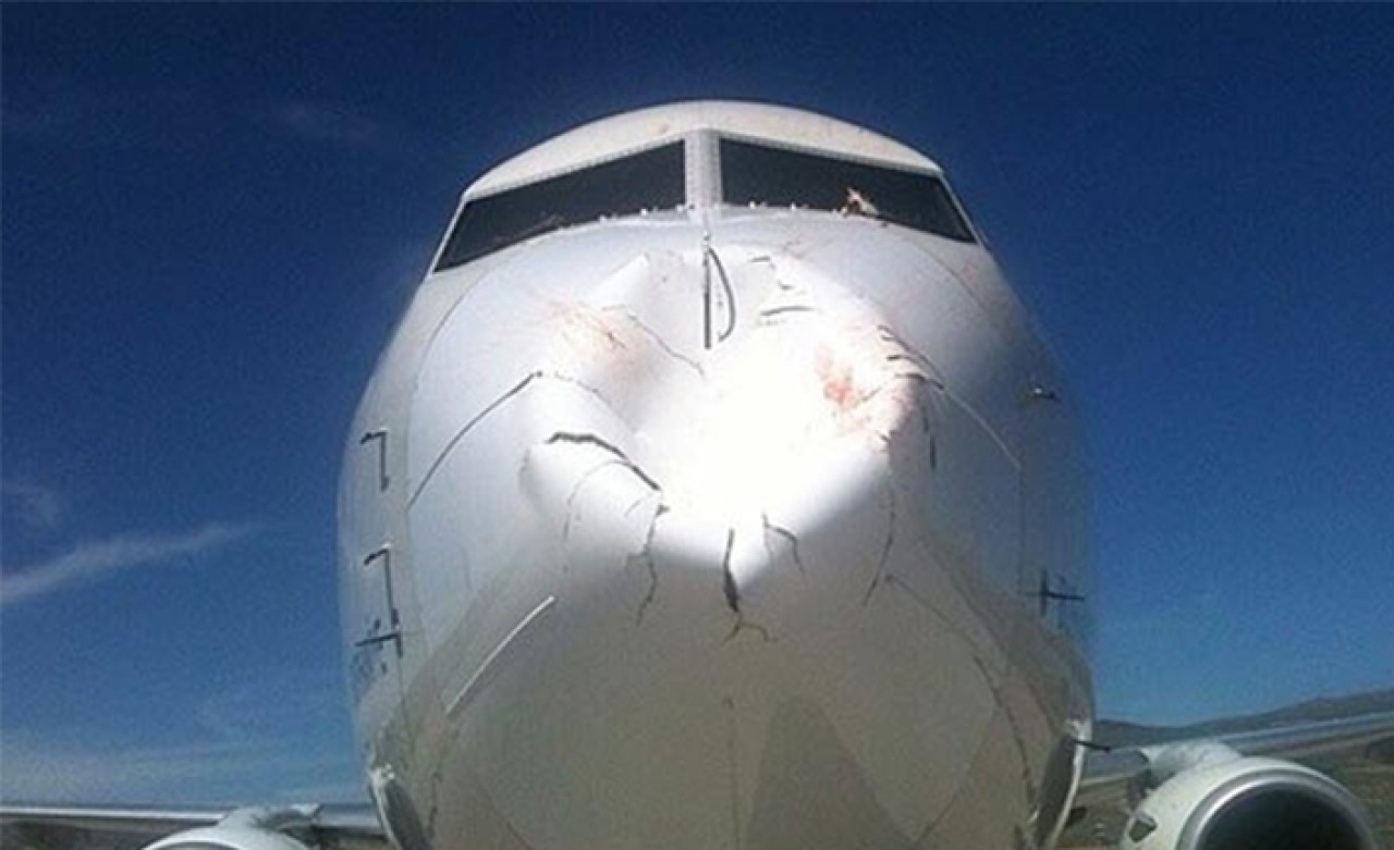 İstanbul Havalimanına inen THY uçağı kuş sürüsüne daldı... Uçak seferden çekildi!