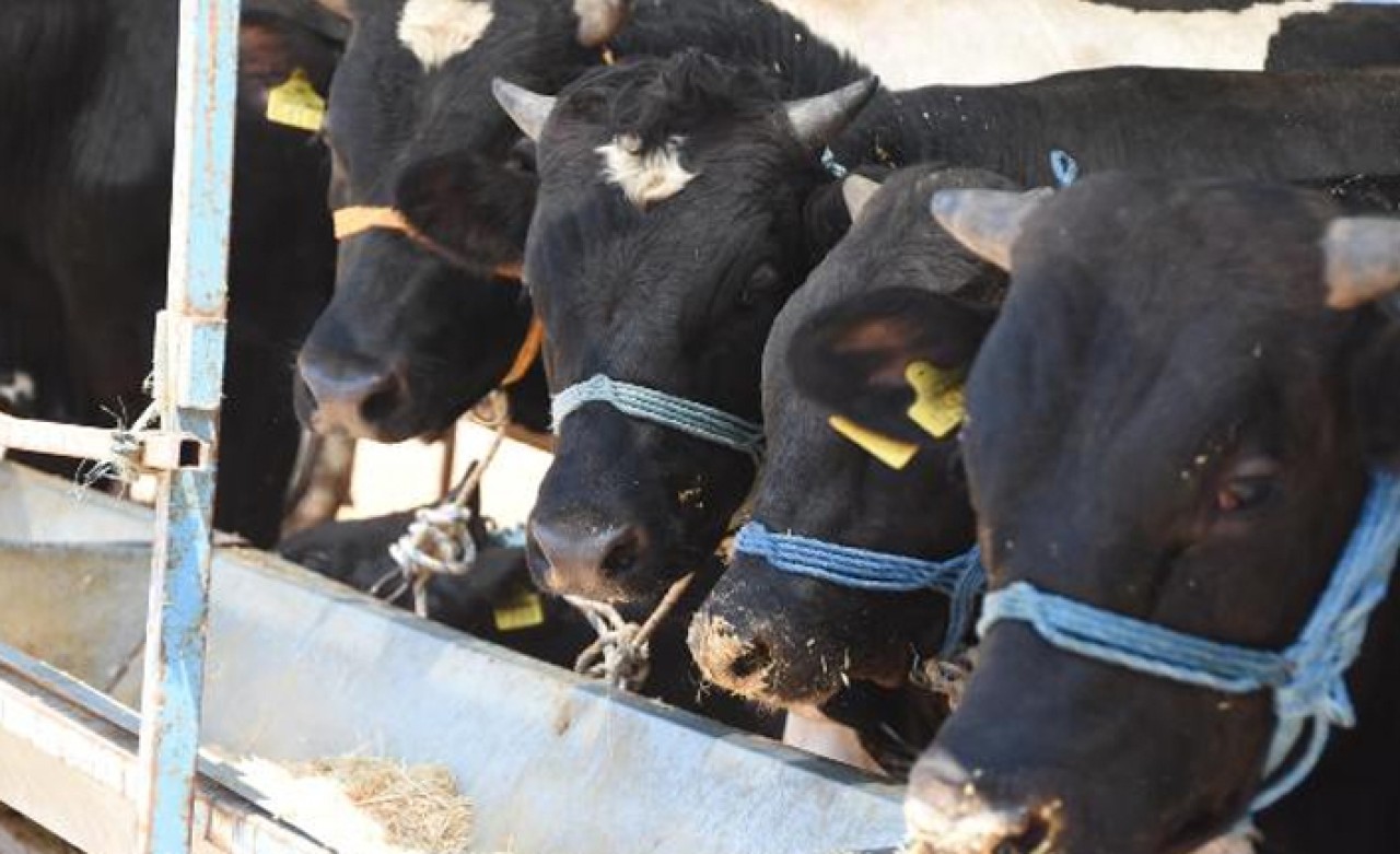 İzmir'de 235 noktada kurbanlık satışı yapılacak