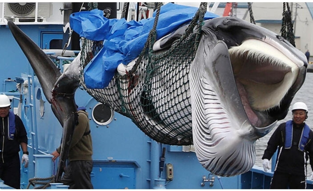 Japonya balina avına başladı