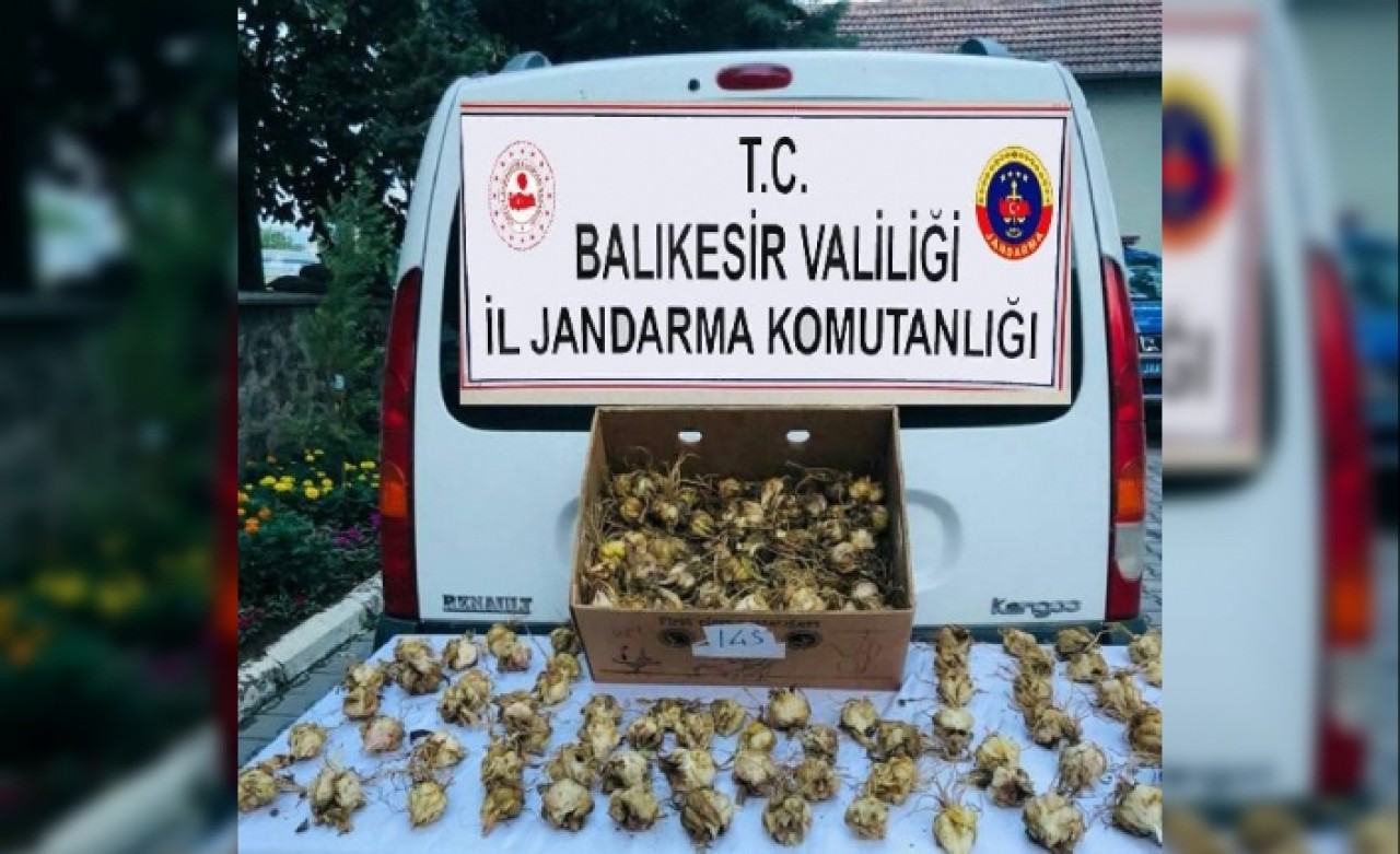 Kaçak zambak soğanı toplayan kişiye 60 bin TL ceza kesildi