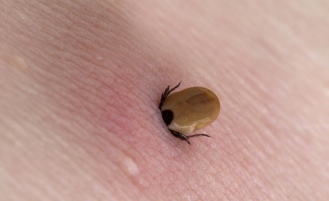 'Keneye işkence yapmayın'