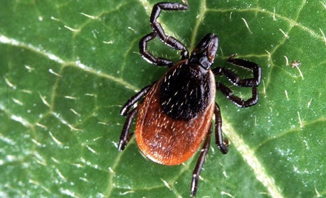 KKKA’da erken tedavi hayati önem taşıyor