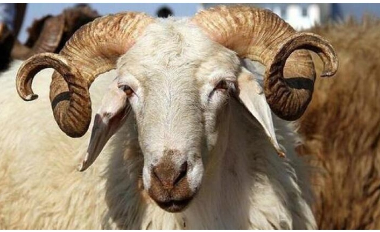 Kurbana acı çektirene para cezası