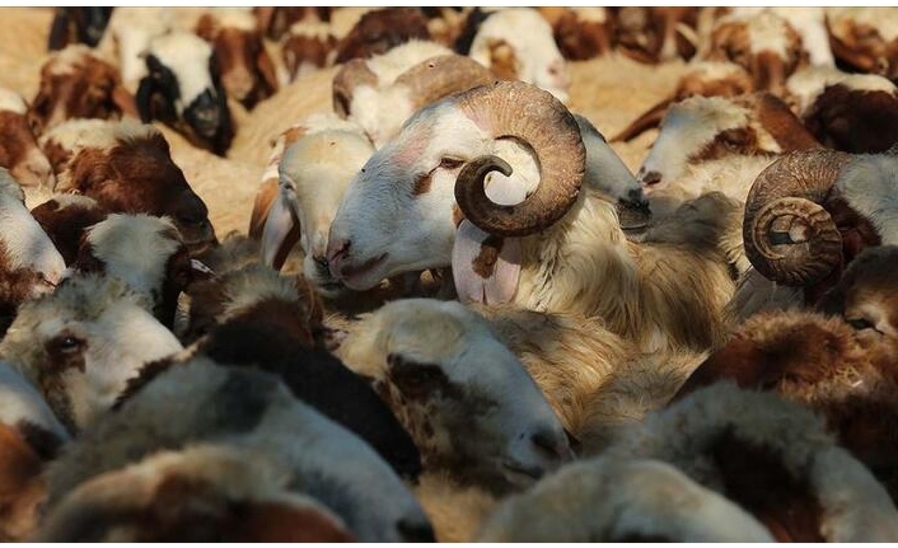 Kurbanlıklar yerli olacak mı?
