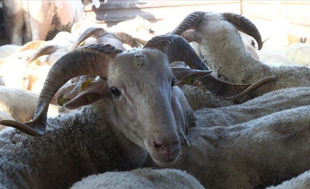 Kurbanlıkların İstanbul'a girişi 27 Temmuz'da başlayacak