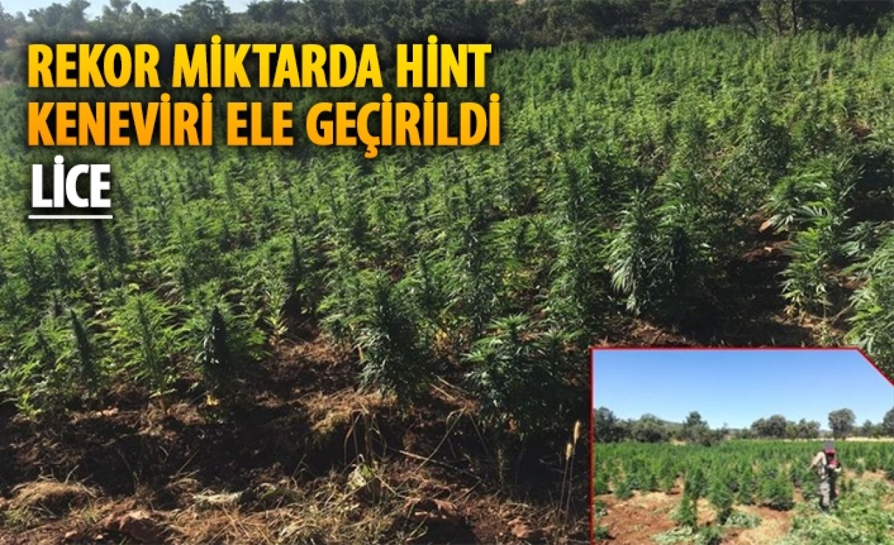 Lice'de operasyon: Rekor miktarda Hint keneviri ele geçirildi