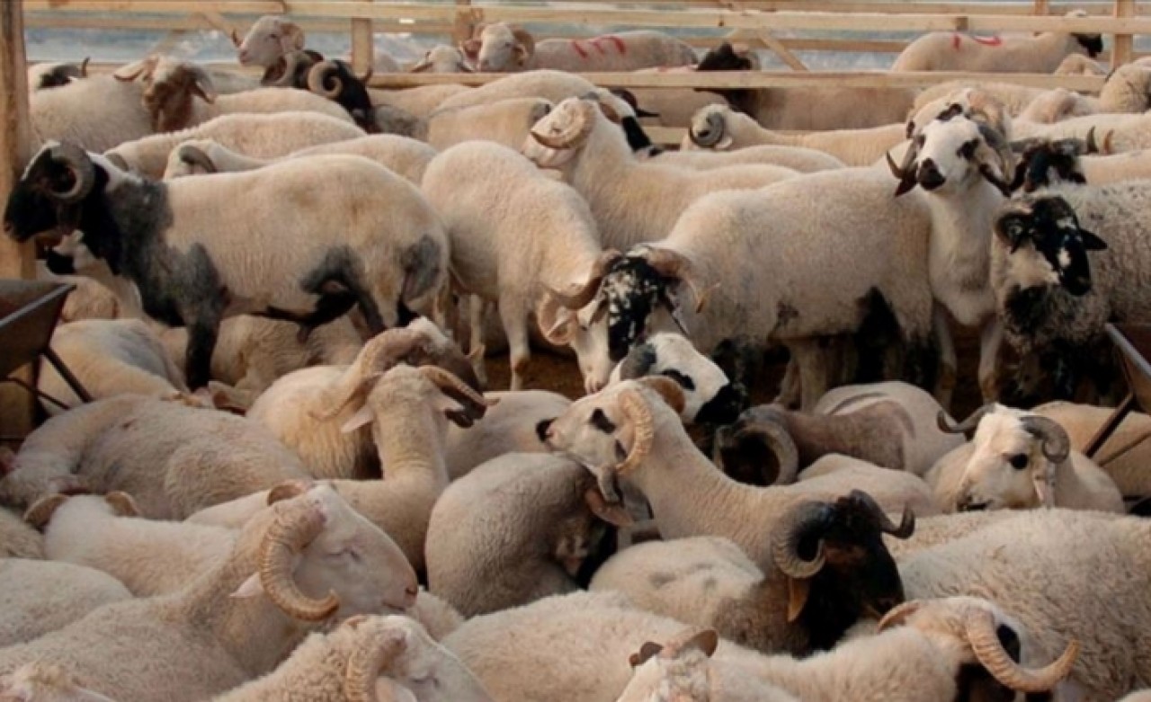 Marketlerdeki kurbanlık satışına üretici ve kasaplar tepki gösterdi