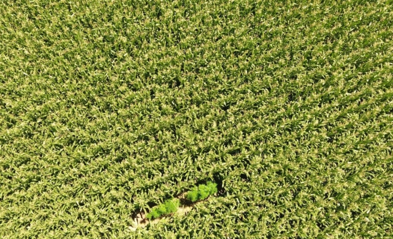 Mısır tarlaları arasına ekilmiş kenevirler drone ile tespit edildi
