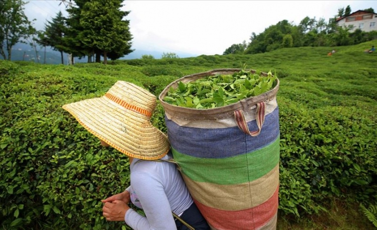 Organik yaş çay taban fiyatı belli oldu