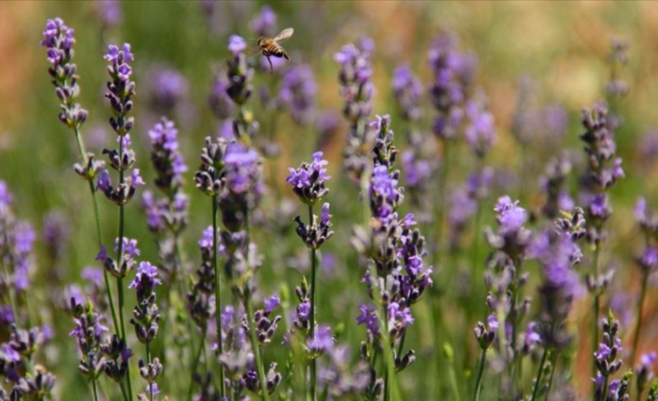 Ovacık 'lavanta' koktu
