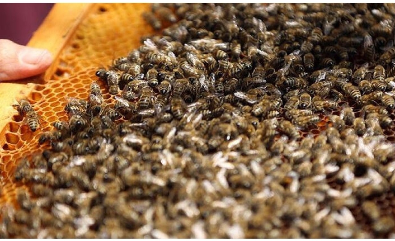 Siirtli arıcılar "propolis" üretimine yöneliyor