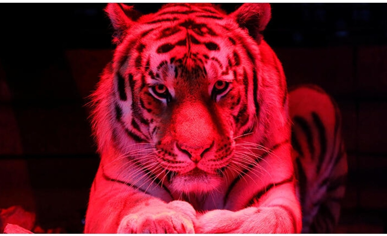 Sirkte korkunç olay! Kaplanlar terbiyeciyi öldürdü