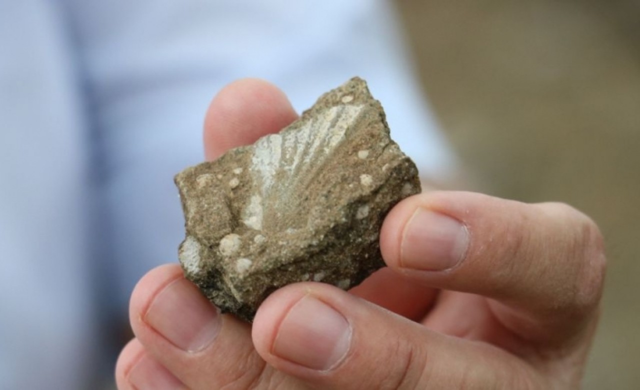 Sivas'ta deniz canlılarına ait fosiller bulundu: 'Okyanusun tabanında olduğunu düşünüyoruz'