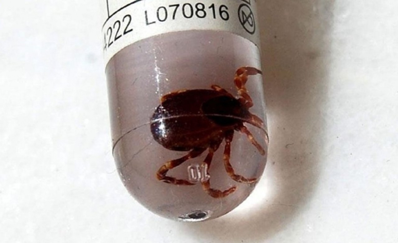 Sivas'ta KKKA hastalığıyla ilgili vaka sayısının arttığı iddiası