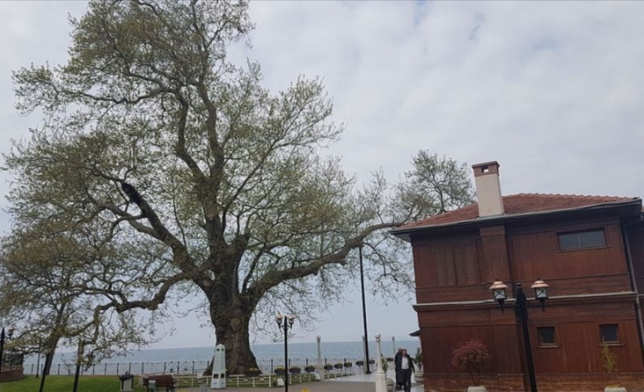 Tarihe tanıklık eden 9 bin 369 ağaç tescillendi