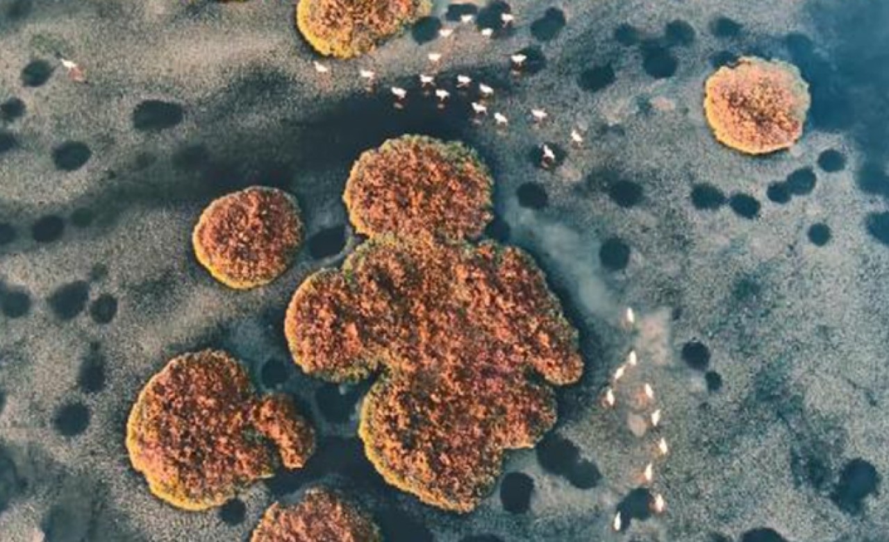 Tarkan,  Gediz Deltası için destek istedi