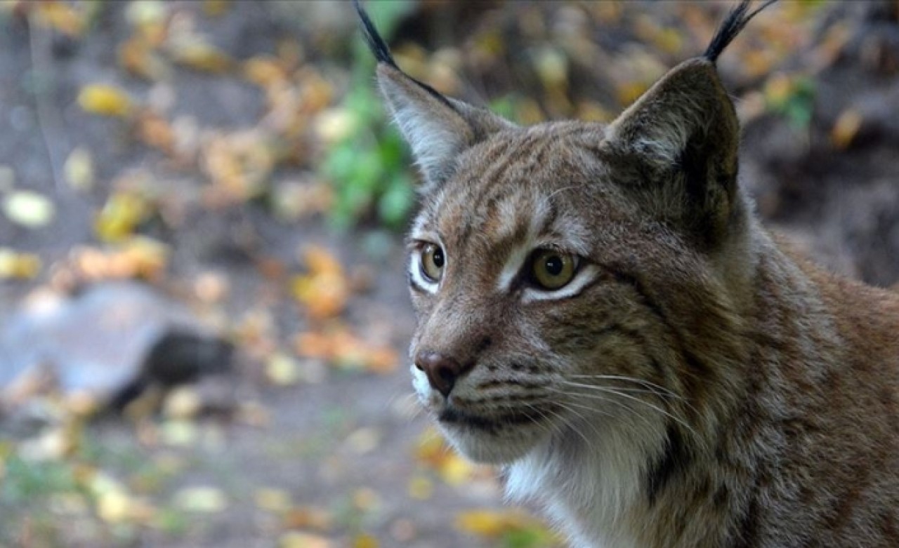 Temel besin kaynakları küçülen vaşakların boyutları da küçüldü