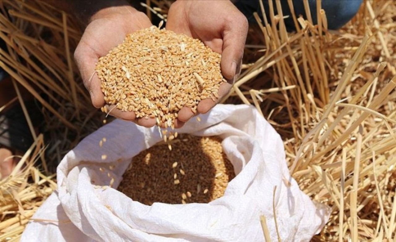 'Türkiye,  buğdayda kurak seneler için hazırlık yapmalı'