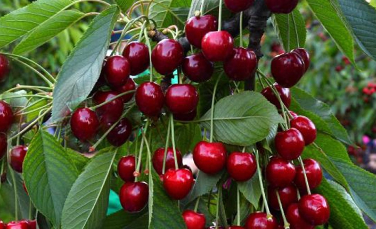 Ulukışla'dan 5 ülkeye kiraz ihracı