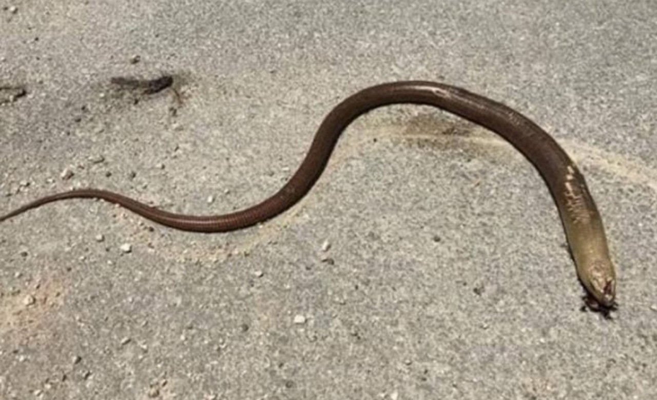 Uzmanlar uyardı: Yılan sanıp öldürmeyin