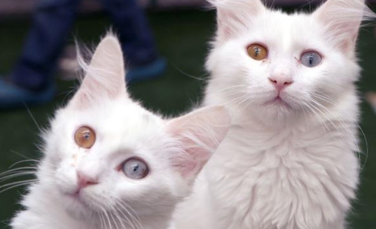 Van kedilerinin sağır olmadığı bilimsel olarak kanıtlandı