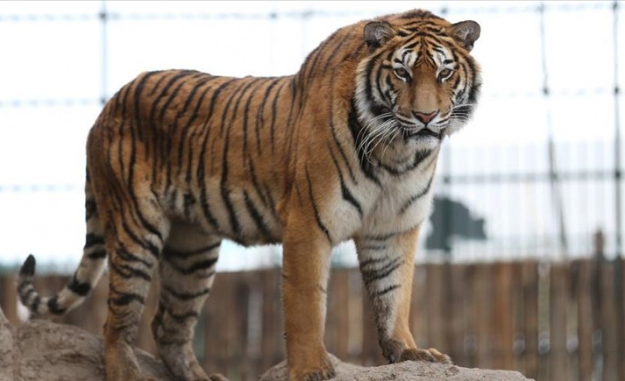 Vietnam'da dondurulmuş kaplanlar ele geçirildi