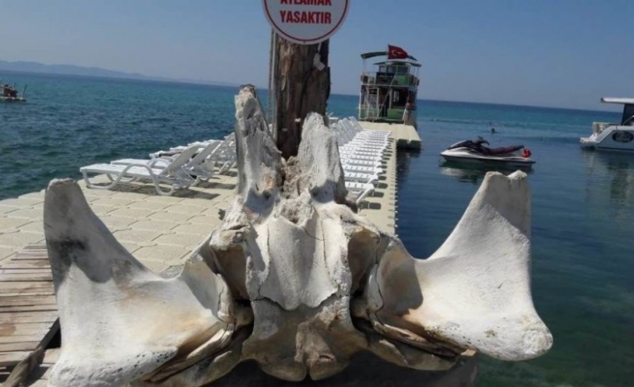 Yüzerken balina kemikleri buldu