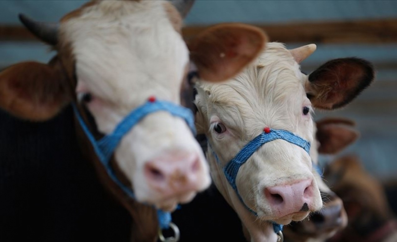 Satışlar başladı! Hangi markette kurbanlık ne kadar?