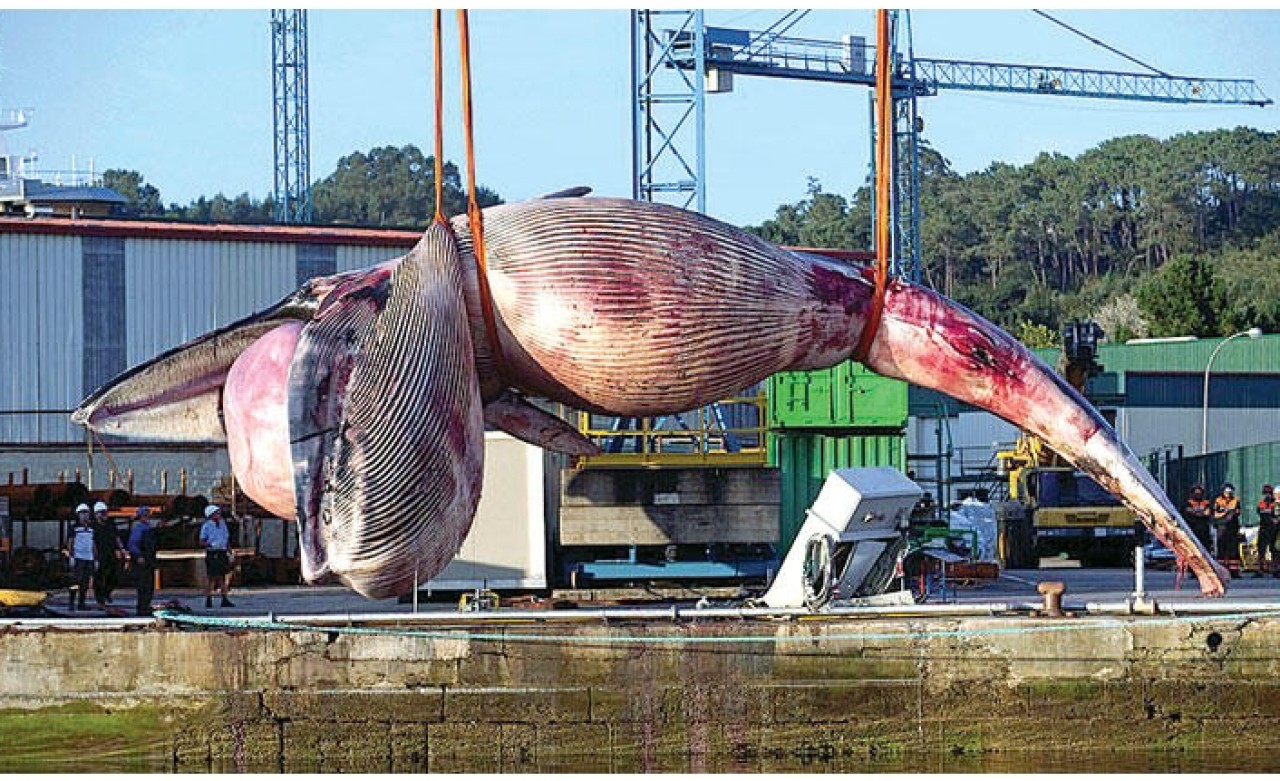75 tonluk balinayı vinç taşıyamadı