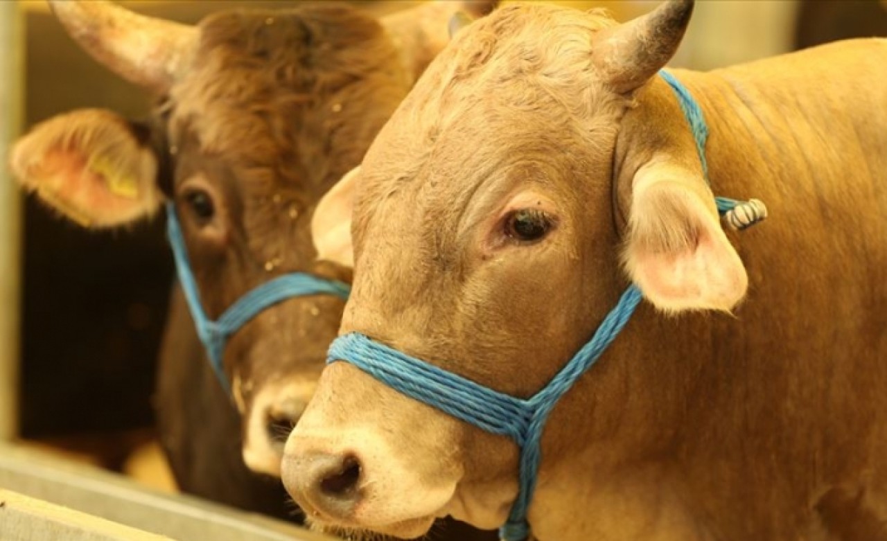 Acemi kasaplara enfeksiyon uyarısı