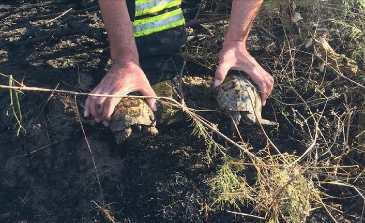 Alevlerin arasında kalan kaplumbağaları ekipler kurtardı
