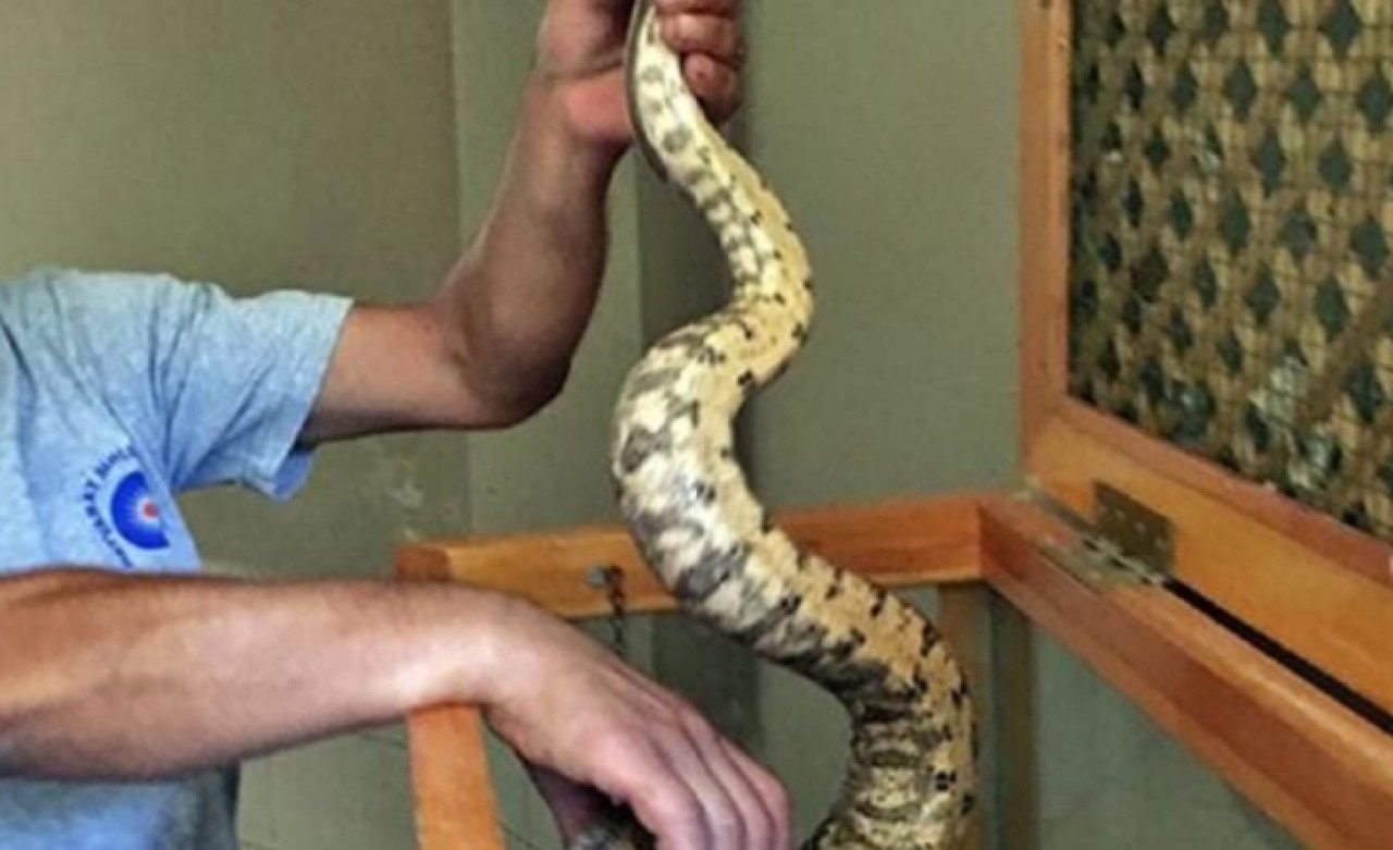 Antalya otogarında valizde boa yılanı ele geçirildi