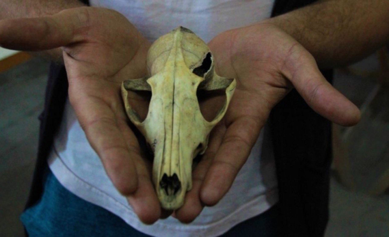 Arkezoolog Gündem,  Eskişehir'deki kazılar hakkında bilgi verdi: 4 bin 500 yıl önce insanlar köpek eti tüketmiş