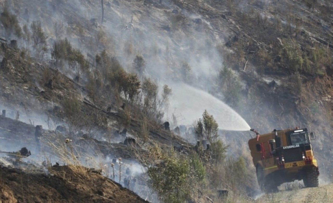 Avustralya'da onlarca kanguru öldü