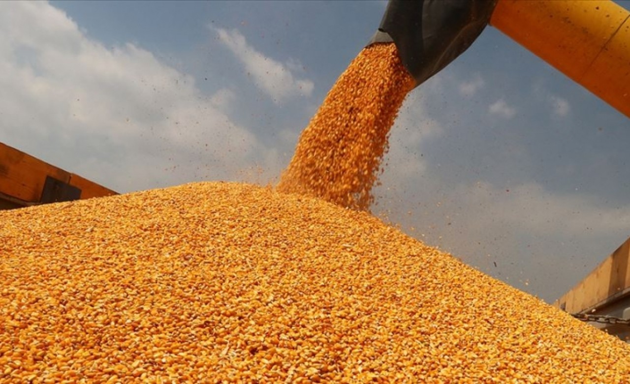 Bakan Pakdemirli mısır alım fiyatını açıkladı