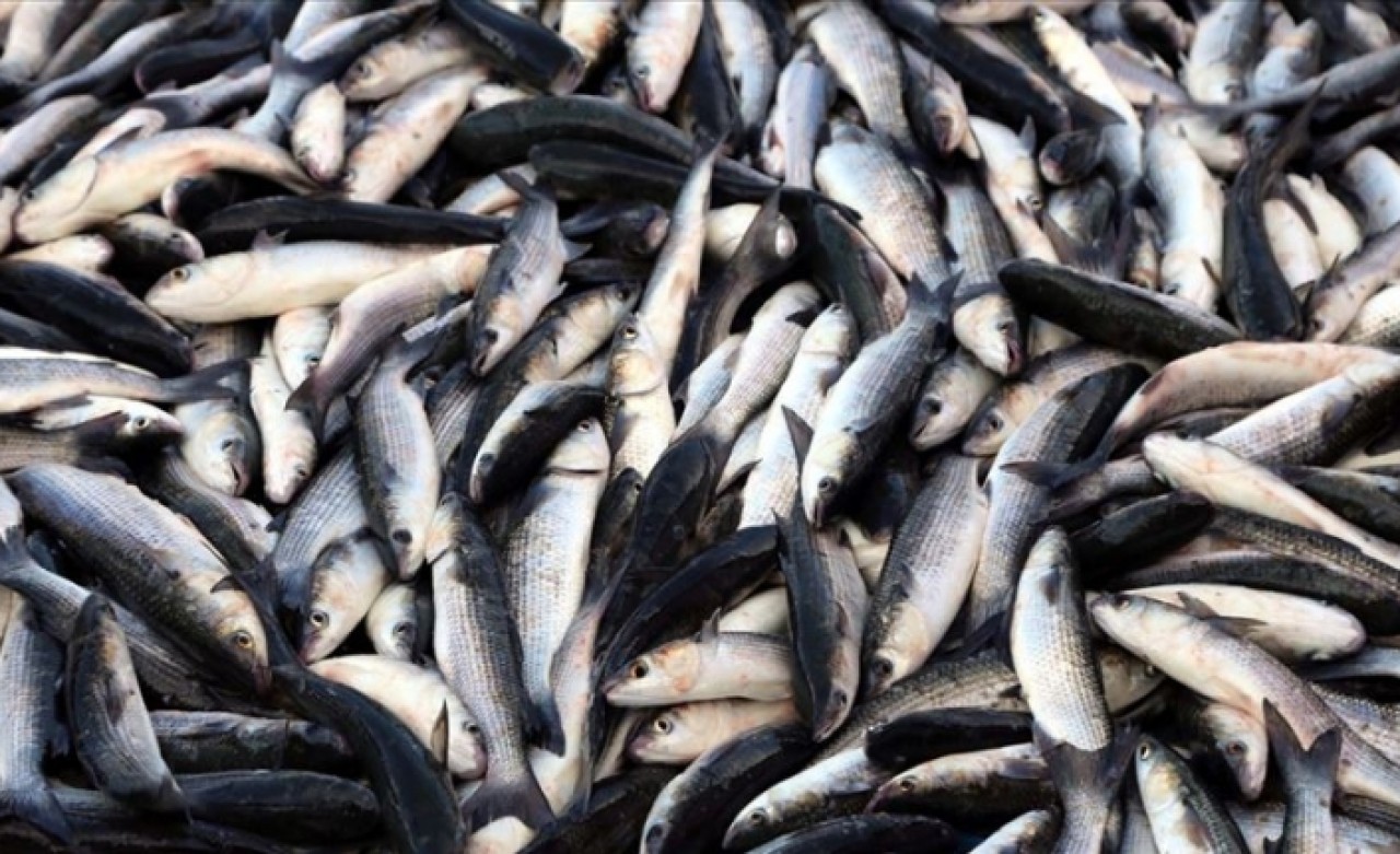 Balık üreticilerine iki önemli destek