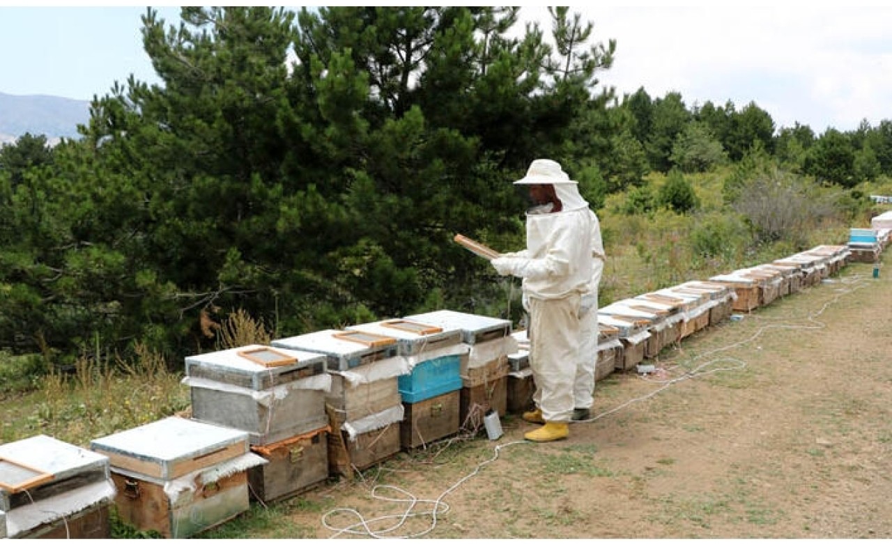 Bu zehrin gramı 400 TL! Türkiye'de ilk kez yapıldı...