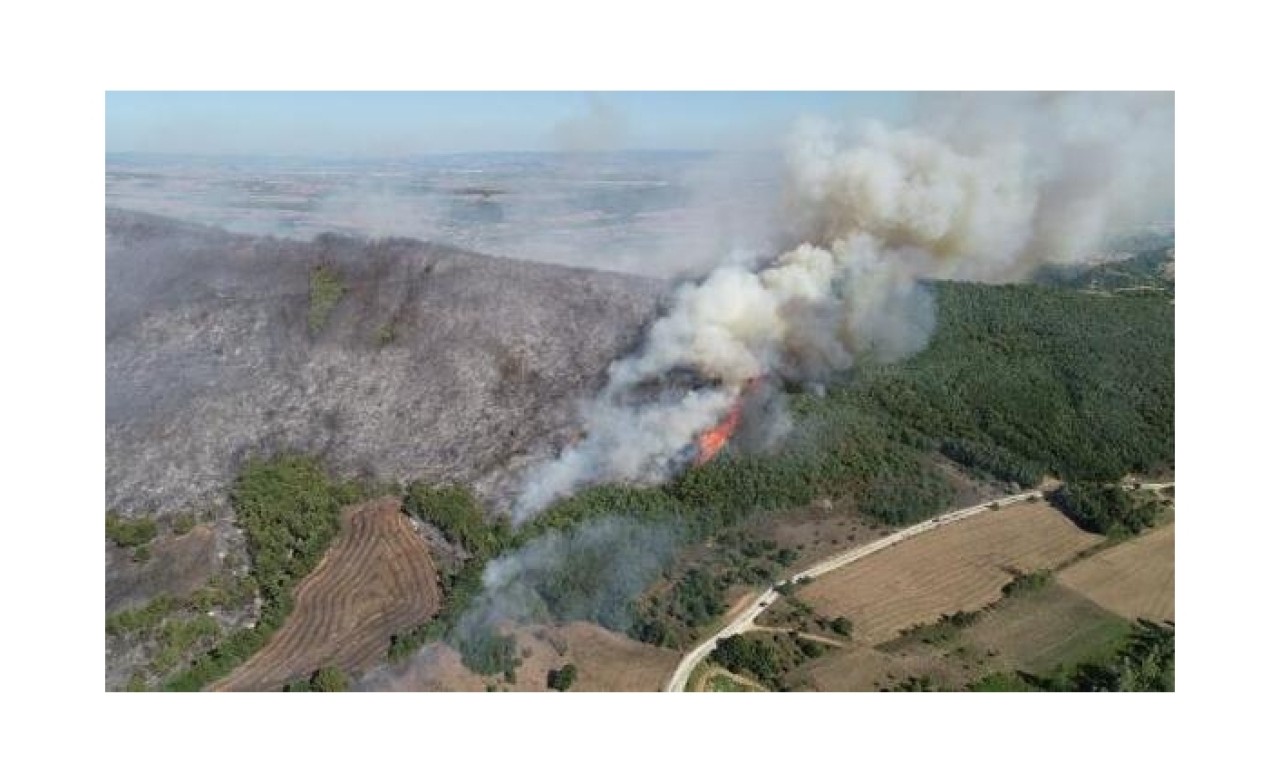 Bursa'da orman yangını