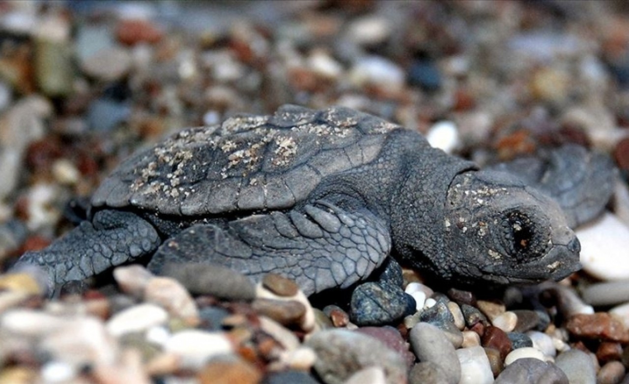 Carettaların üreme alanına giren sürücüye 60 bin lira ceza