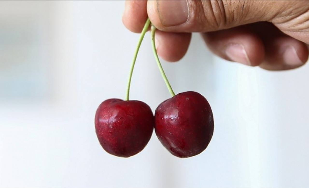 Çinliler Türk kirazını sevdi