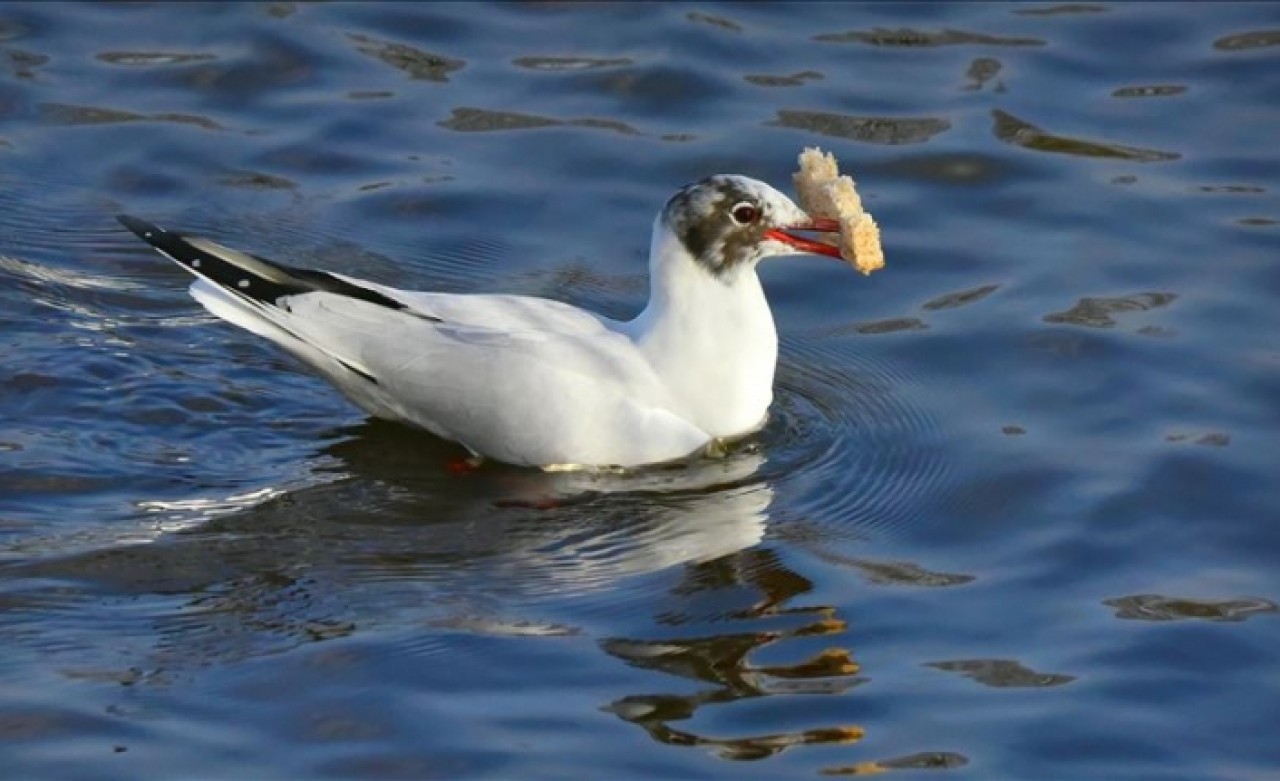 Dik dik bakmak martıları yiyeceklerden uzak tutuyor