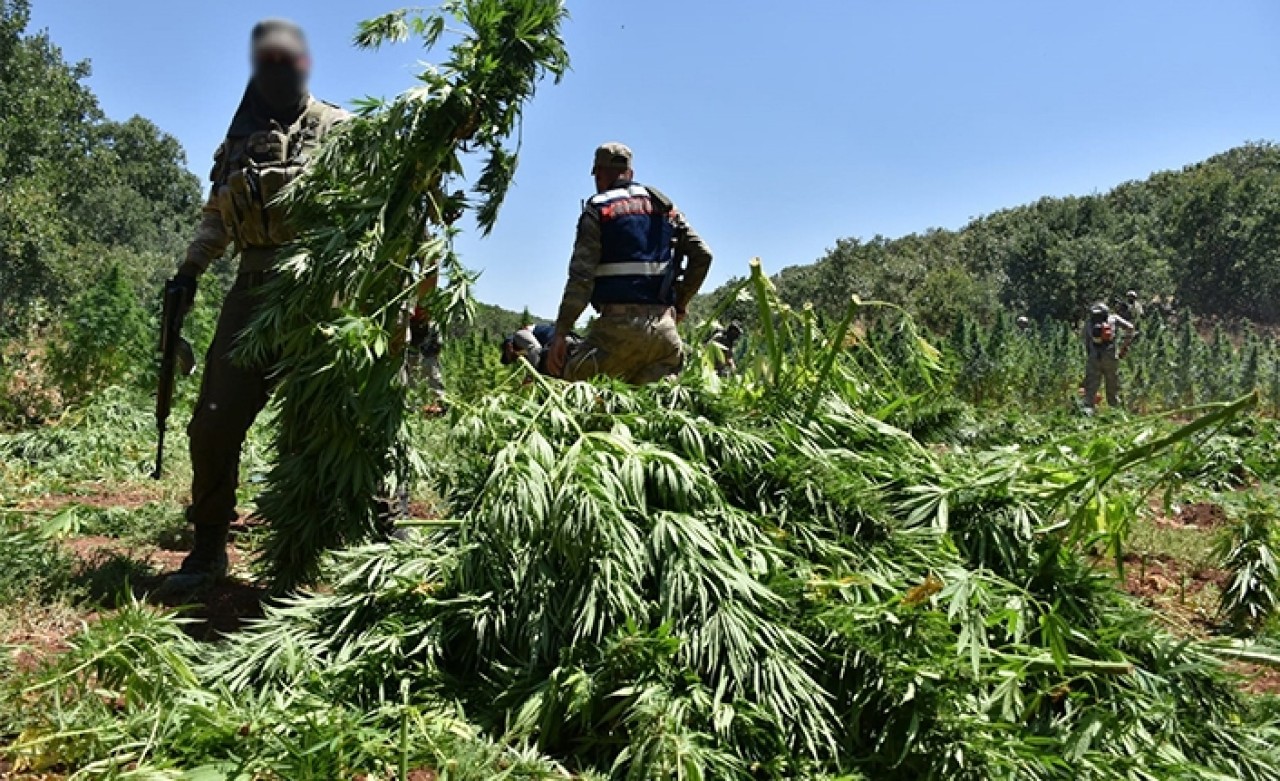 Diyarbakır'da bu yıl yaklaşık 15 milyon kök Hint keneviri ele geçirildi