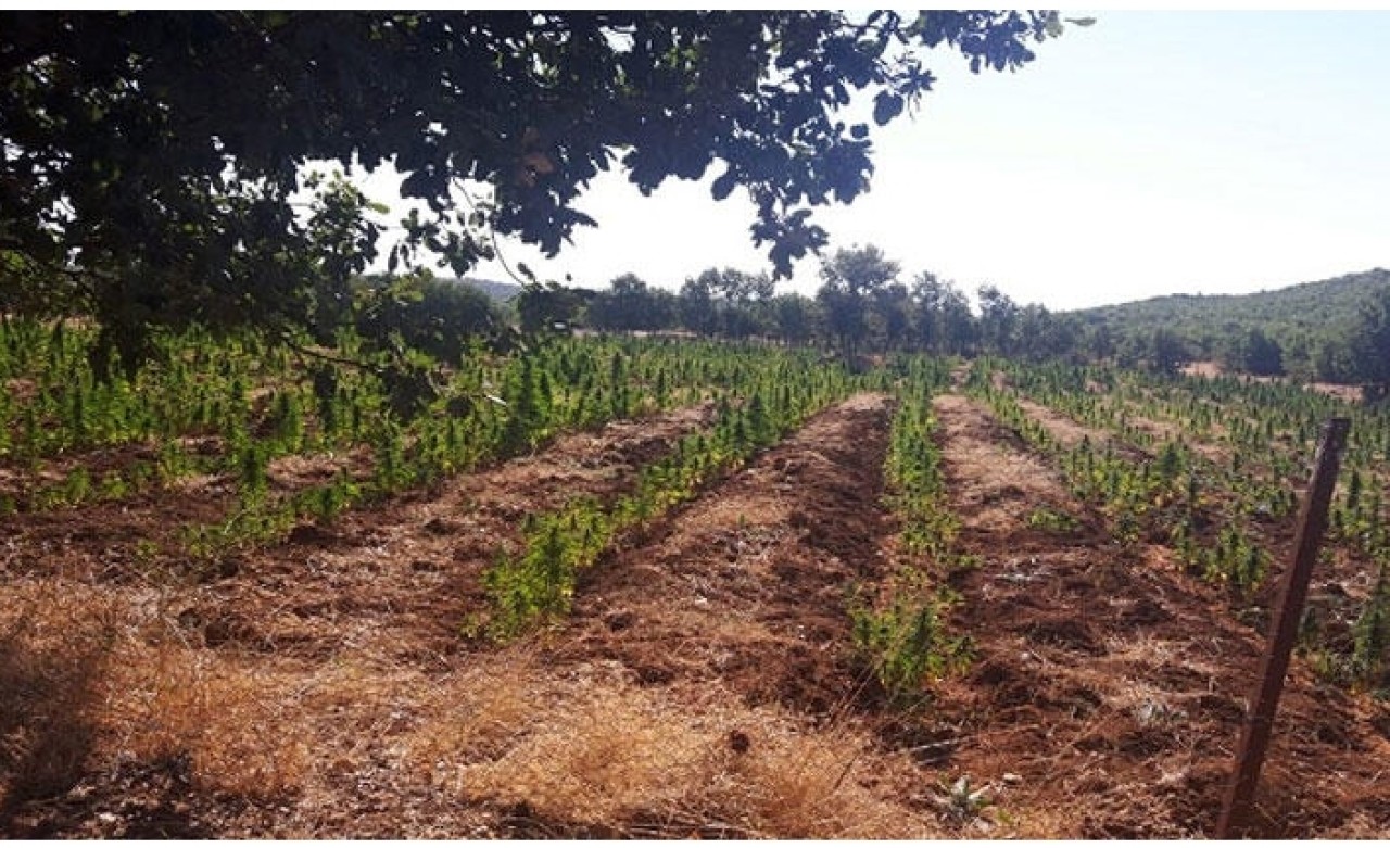 Diyarbakır'da dev operasyon! 1 milyon 349 bin 104 kök ele geçirildi