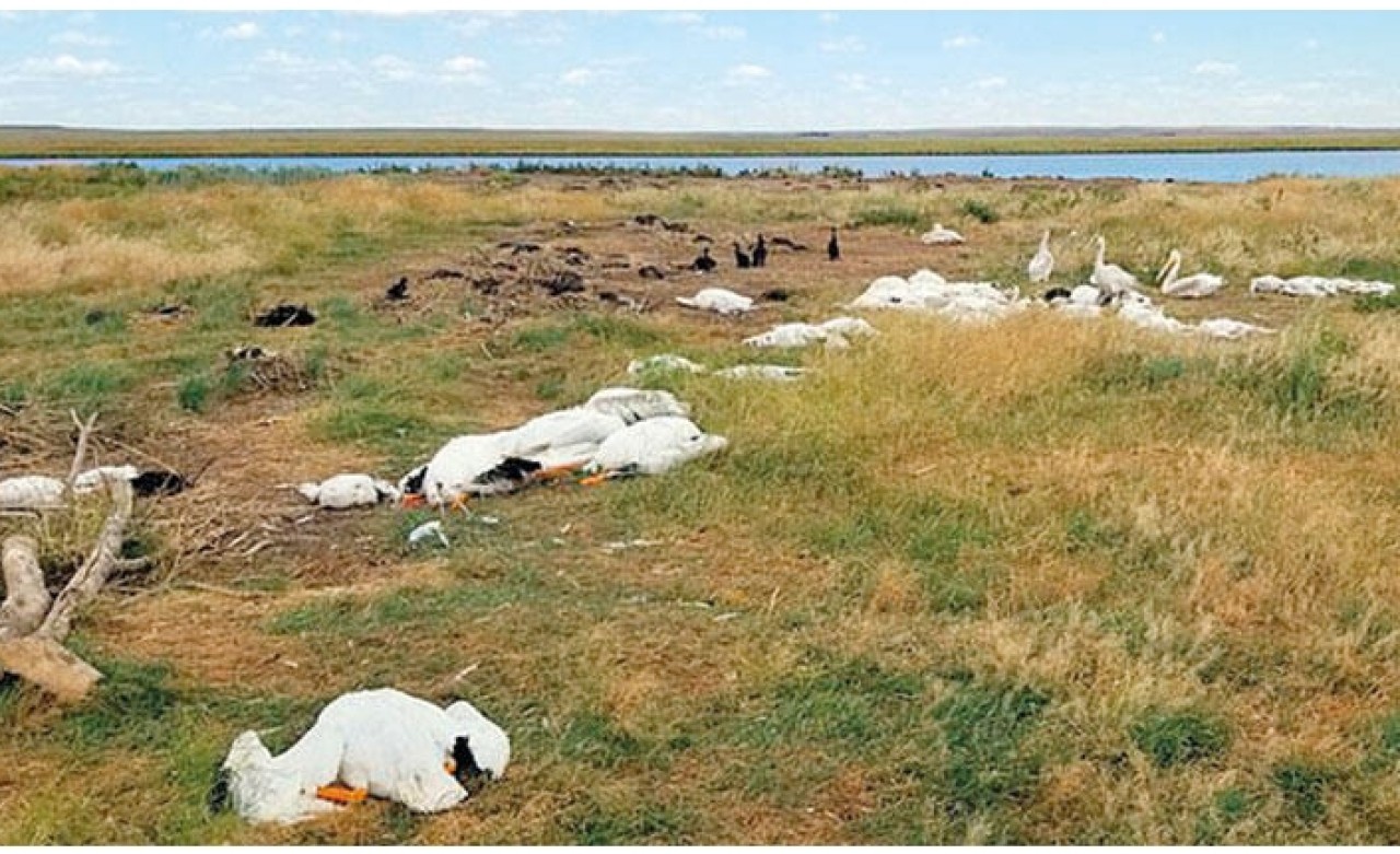 Dolu yağışı 11 bin kuşu telef etti