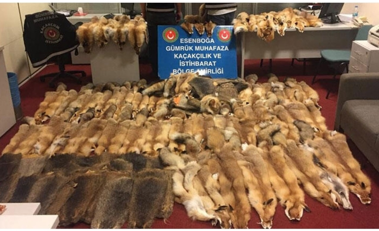 Esenboğa Havalimanı'nda 128 adet kunduz ve tilki postu ele geçirdi