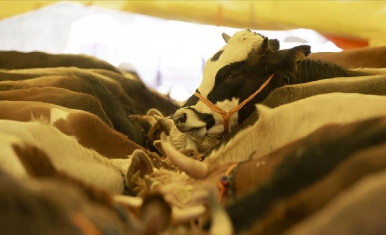 ESK elde kalan kurbanlıkları satın alacak